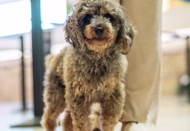 Información del hero