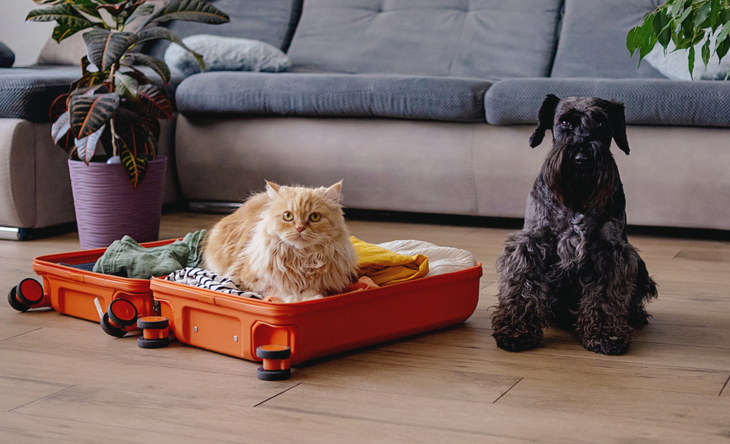 Información del hero